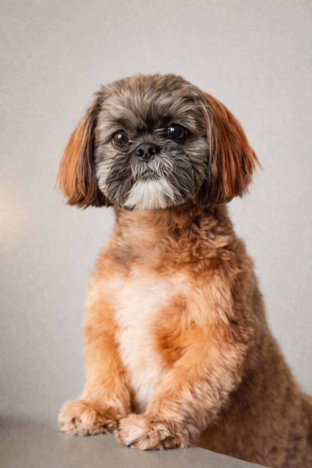 Studiohund Lili bei Ink Society
