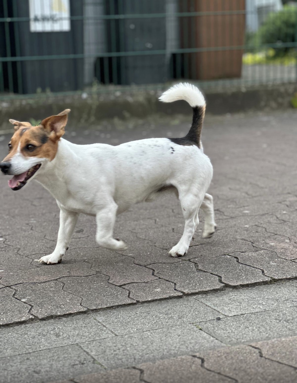 Ausgangsfoto des Jack Russell Terriers